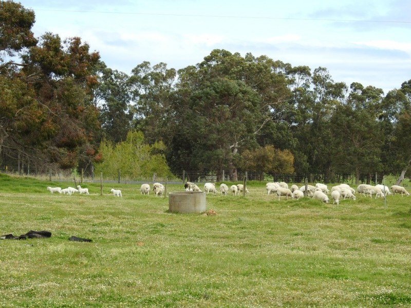 19 Lovejoy Road, Cowaramup WA 6284