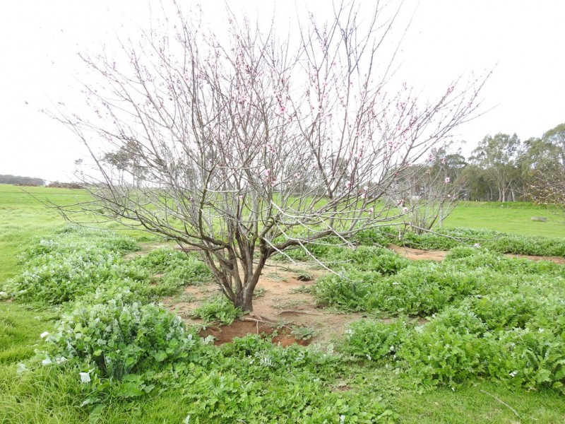 19 Lovejoy Road, Cowaramup WA 6284