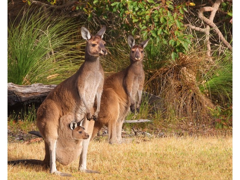 Lot 82 Whimbrel Way, Vasse WA 6280