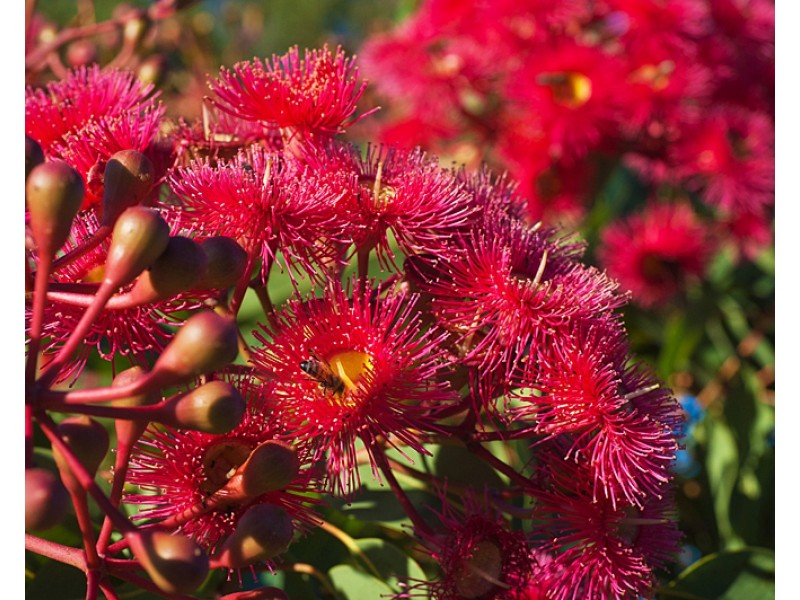 Lot 82 Whimbrel Way, Vasse WA 6280