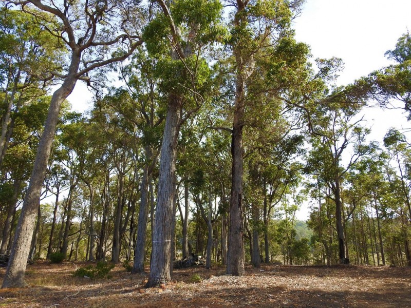 2890 Woods Road off Bramley River Road, Osmington WA 6285