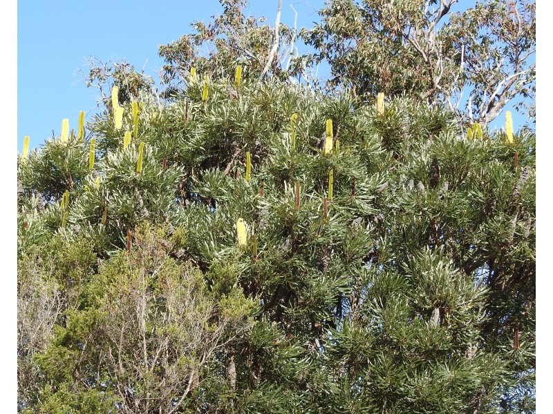 Lot 21 Chambers Road, Carbunup River WA 6280