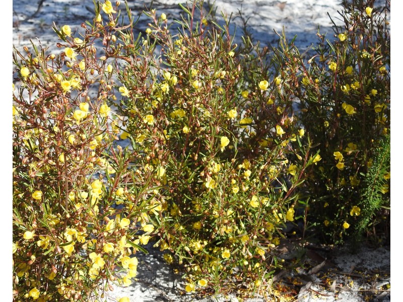 Lot 21 Chambers Road, Carbunup River WA 6280