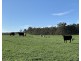 Glenfield Farm Edwards Road (Perup), Manjimup WA 6258