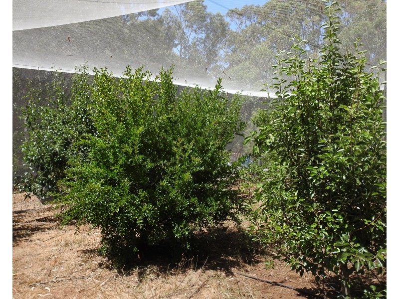 6480 Caves Road, Margaret River WA 6285