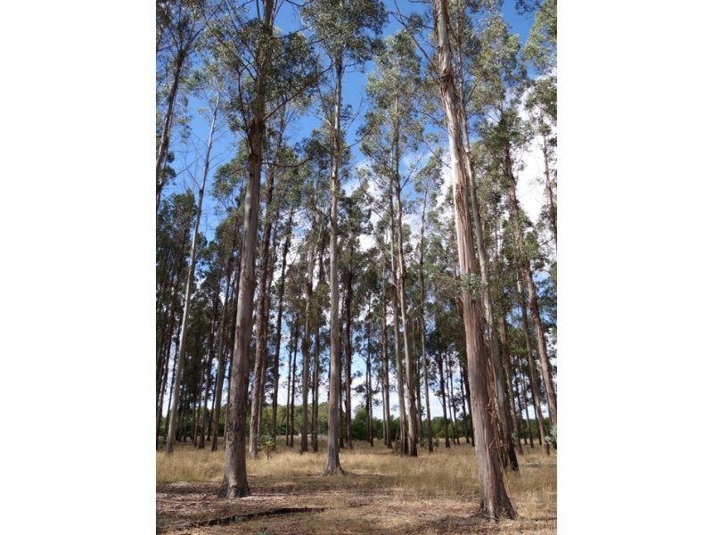 518 Appadene Road, Manjimup WA 6258