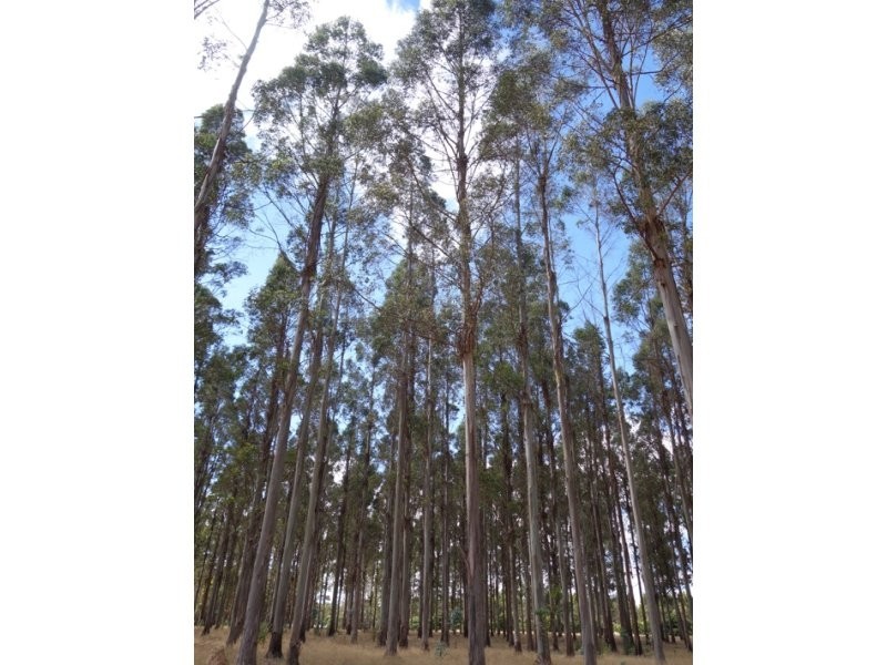 518 Appadene Road, Manjimup WA 6258