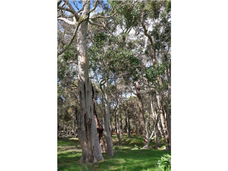 Lot 2874 Pusey Road, Wilyabrup WA 6280