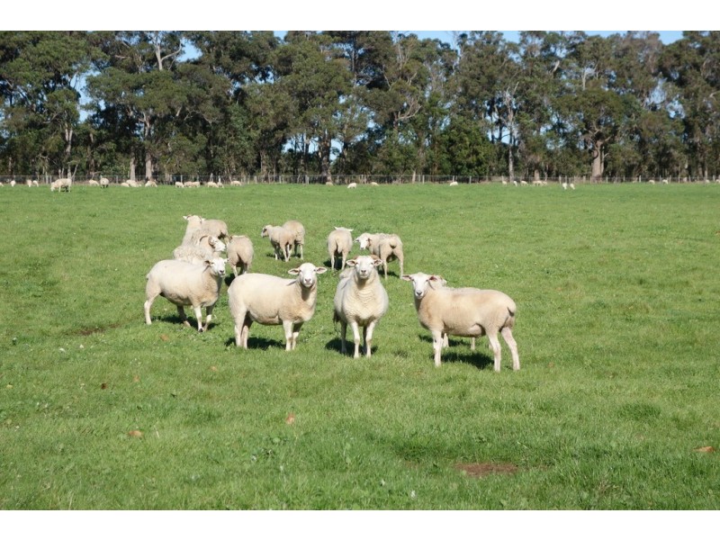 679 Calgardup Road, Forest Grove WA 6286