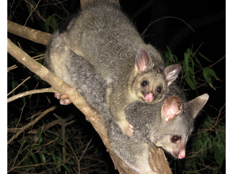 Lots 1 – 10 & Lots 19 – 24 The Woods on Rendezvous, Vasse WA 6280