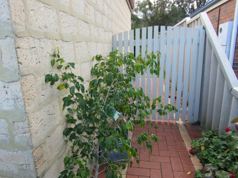 11 Jabiru Place, Geographe WA 6280