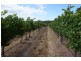 387 Worgan Road, Metricup WA 6280
