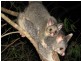 13 Daly Rd, Yalyalup WA 6280