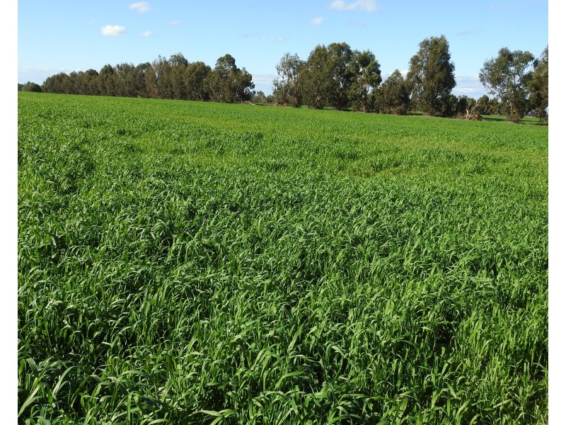 70 & 71 Payne, Kaloorup WA 6280