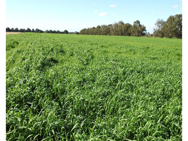 70 & 71 Payne, Kaloorup WA 6280