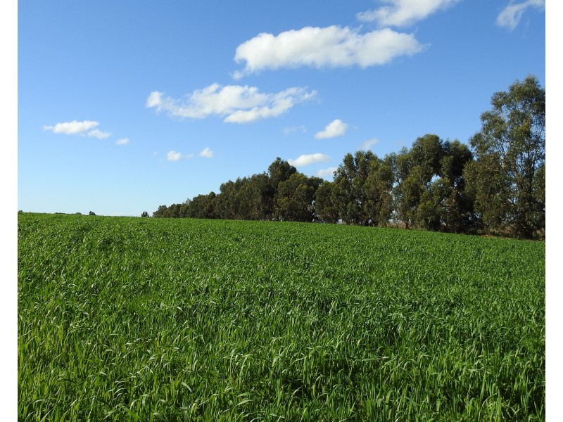 70 & 71 Payne, Kaloorup WA 6280