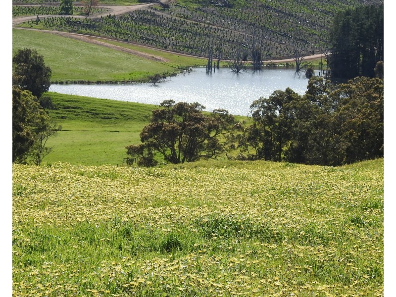 Lot 8295 & 8296 Cundinup South Road, Cundinup WA 6275