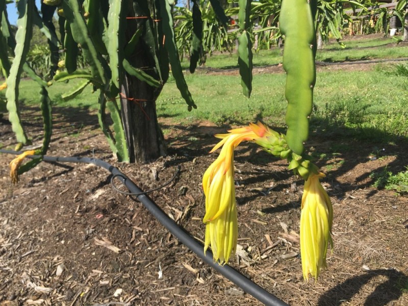 109 Fraser Road, Beerwah QLD 4519