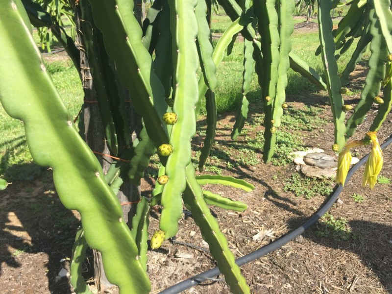 109 Fraser Road, Beerwah QLD 4519