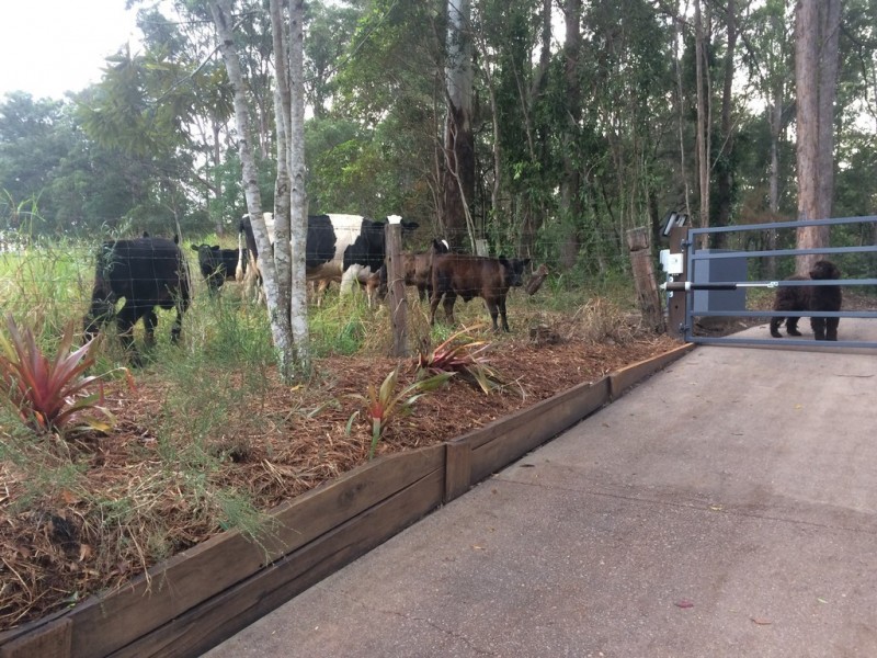 587 Louis Bazzo Drive, Pomona QLD 4568