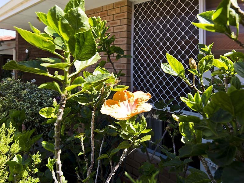 7/15 Clarence Street, Tuart Hill WA 6060