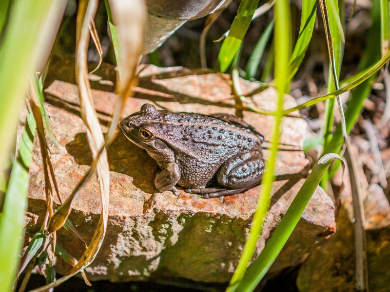 118 Karrinyup Road, Karrinyup WA 6018