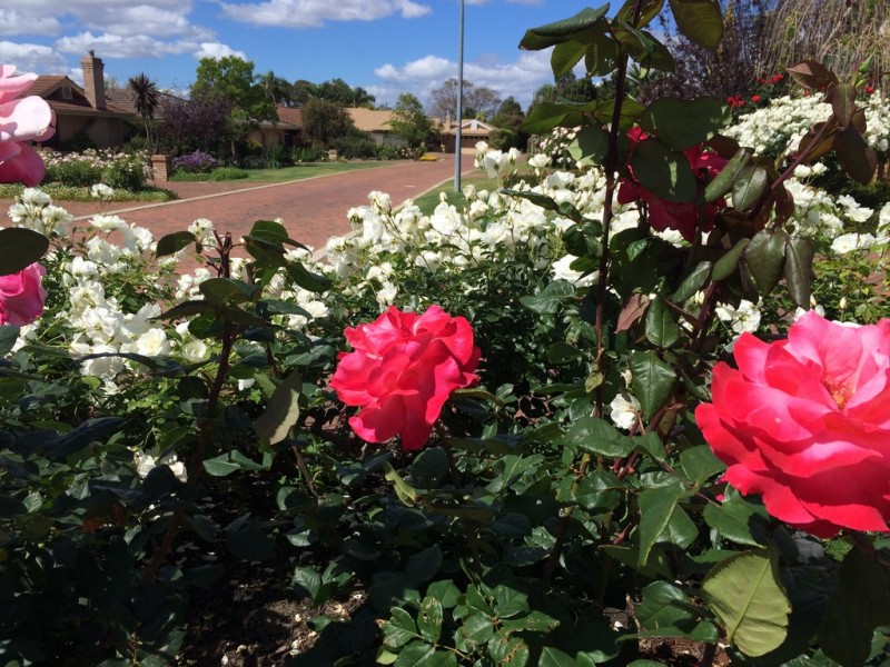 1/86 Campion Ave, Balcatta WA 6021