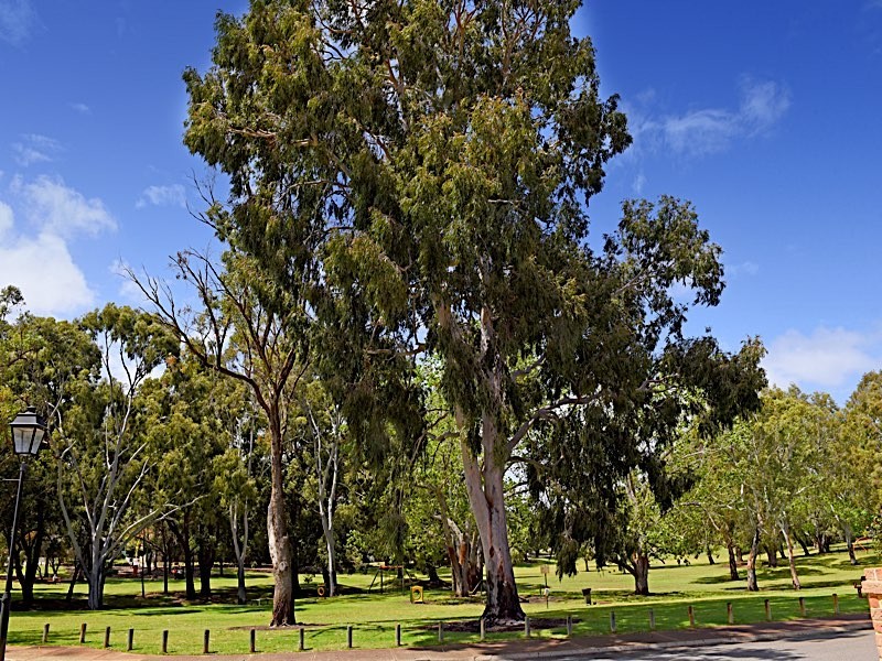 41 Woolnough Street, Daglish WA 6008