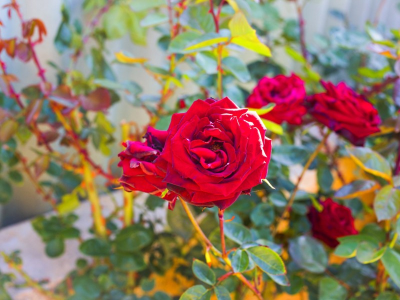 34B Burroughs Road, Karrinyup WA 6018