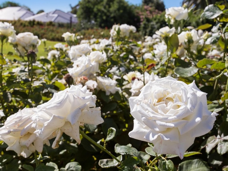 16/391-393 Cambridge Street, Wembley WA 6014