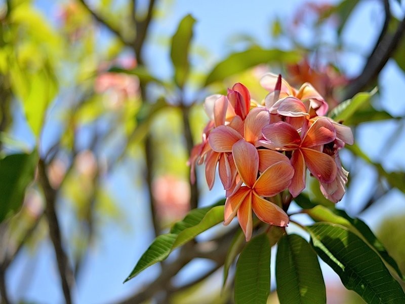 242 Hancock Street, Doubleview WA 6018