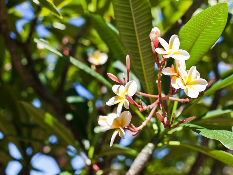 2A Marian Street, Innaloo WA 6018