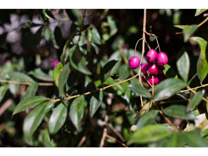 2A Marian Street, Innaloo WA 6018