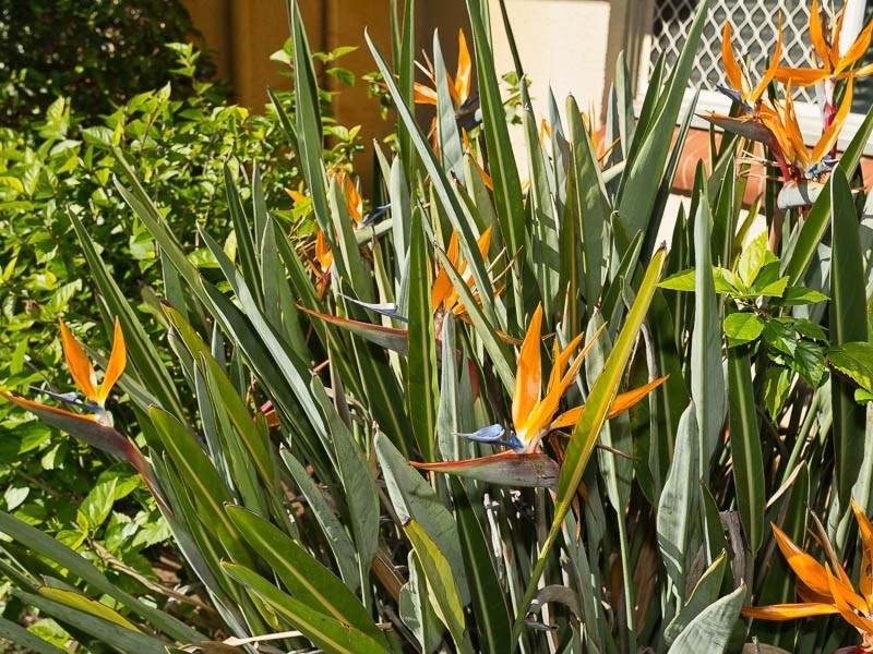 47 Alderbury Street, Floreat WA 6014