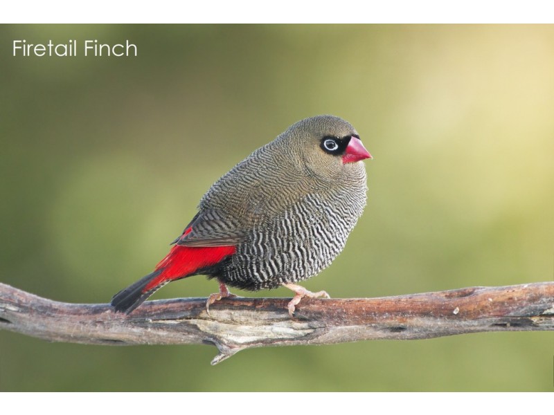 19 Firetail Court, Tweed Heads South NSW 2486