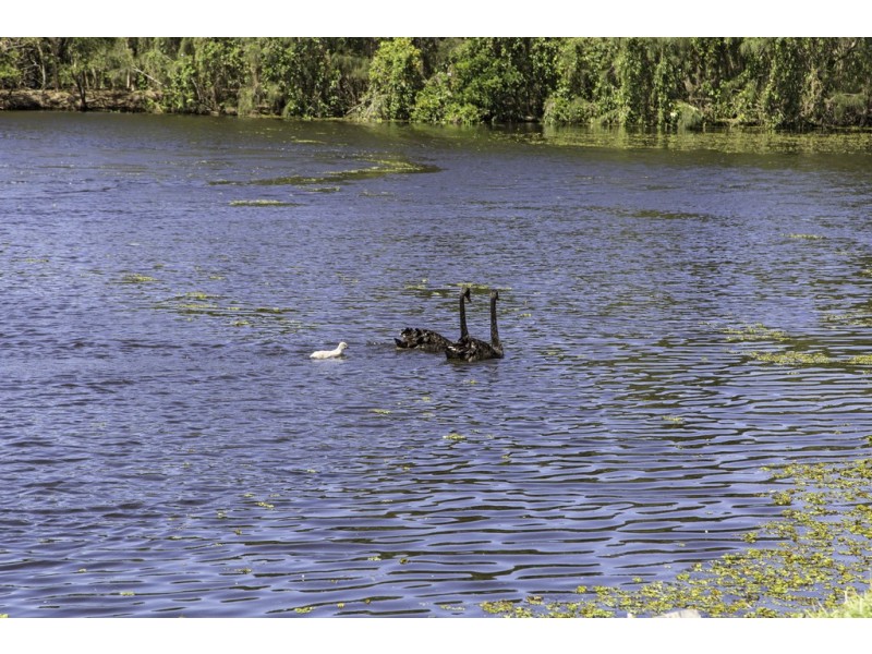 159 Botanical Circuit, Banora Point NSW 2486