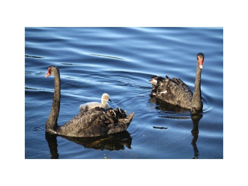 159 Botanical Circuit, Banora Point NSW 2486