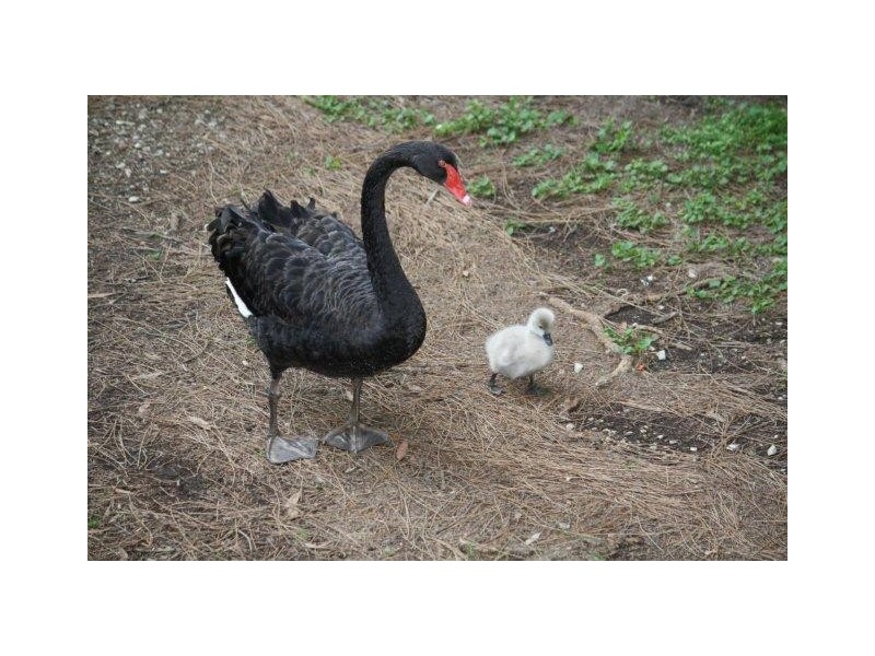 159 Botanical Circuit, Banora Point NSW 2486