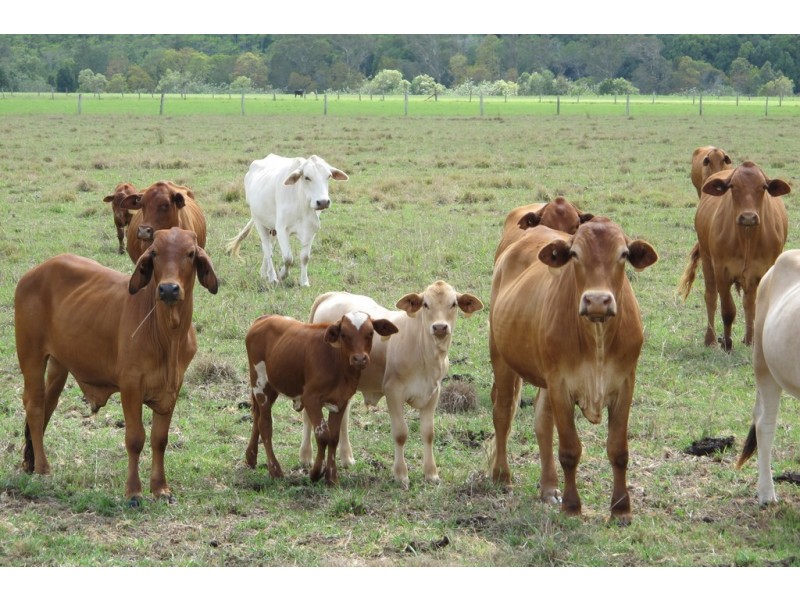 199 Yandina Bli Bli Road, Maroochy River QLD 4561