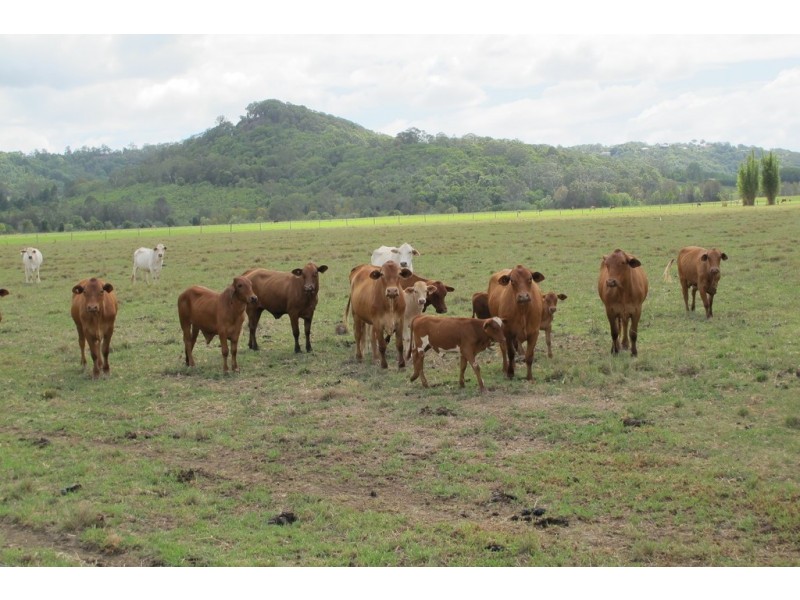 199 Yandina Bli Bli Road, Maroochy River QLD 4561