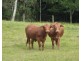170 Dulong School Road, Dulong QLD 4560