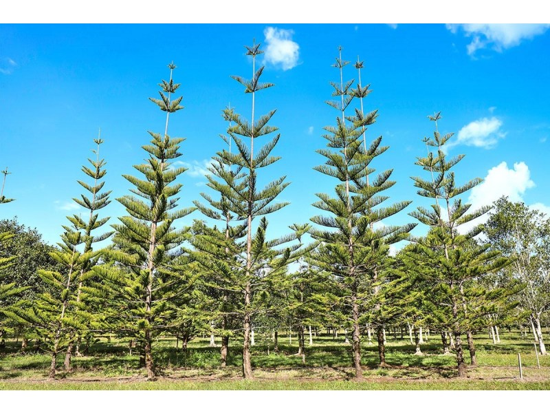190 McGilchrist Road, Palmwoods QLD 4555