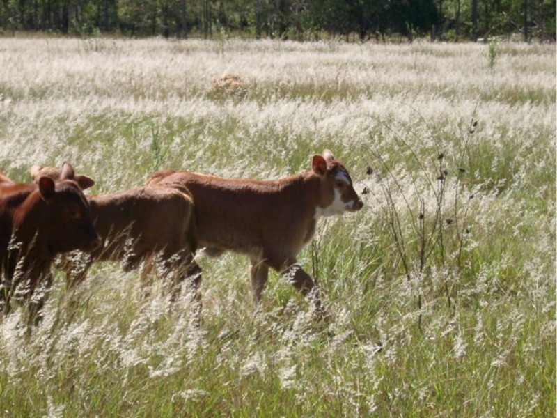 196 Ranger Road, Adare QLD 4343