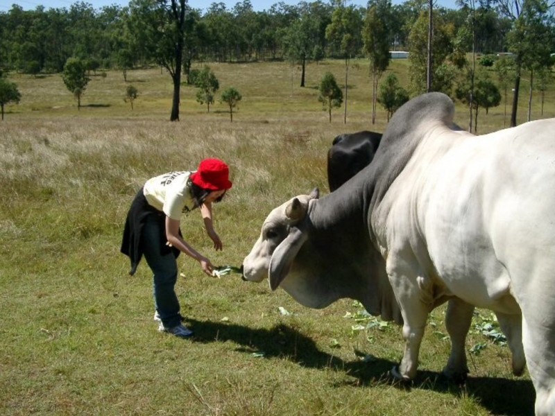 196 Ranger Road, Adare QLD 4343