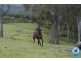 99 Simba Road, West Woombye QLD 4559