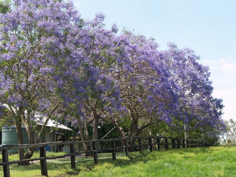 985 Kerry Road, Kerry QLD 4285