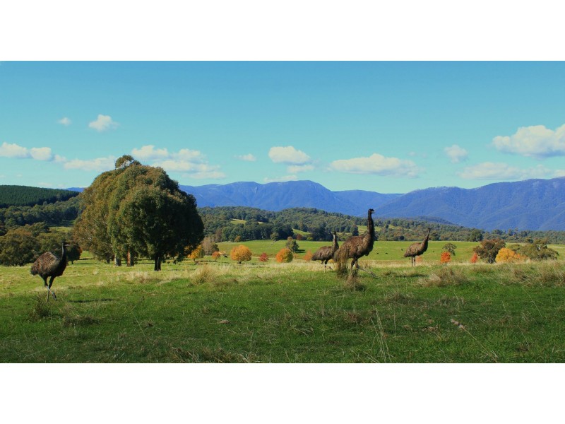 “China Walls” Maragle Road, Maragle NSW 2653