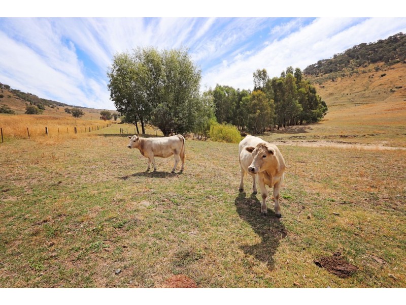 1223 Munderoo-Ournie Road, Tumbarumba NSW 2653