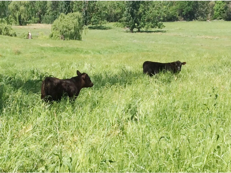 1223 Munderoo-Ournie Road, Tumbarumba NSW 2653