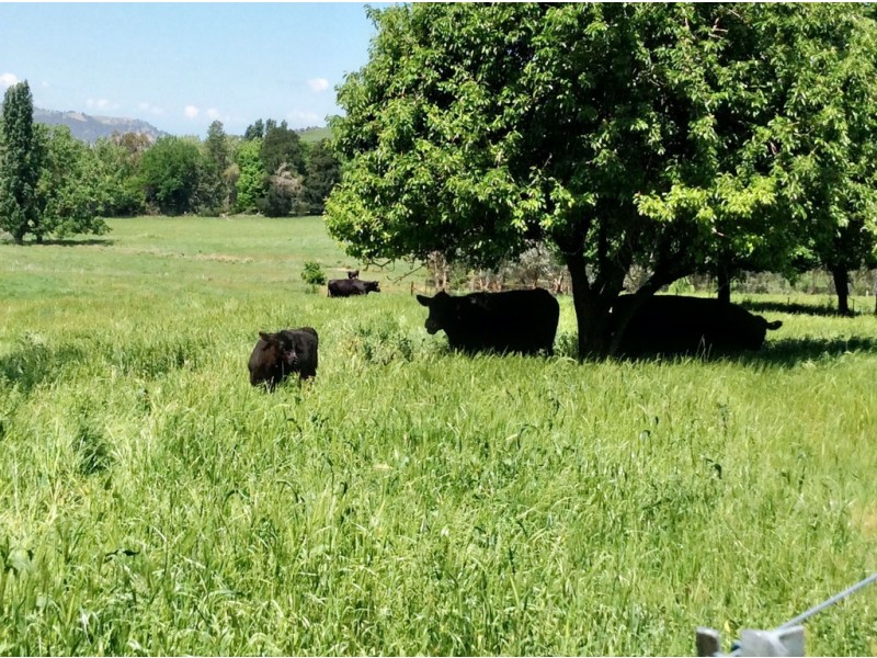 1223 Munderoo-Ournie Road, Tumbarumba NSW 2653